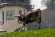 In den vergangenen Jahren kam es zu mehreren Zerstückelungen von landwirtschaftlichem Boden im Kanton Uri. (Symbolbild) (Bild: Keystone/Urs Flüeler)