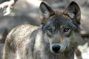 Dieser Wolf hat nichts mit den gerissenen Schafen im Kanton Uri zu tun. Seine Jagdgrüne sind in einem Schutzgebiet im US-Staat Columbia. (Bild: AP Photo/Dawn Villella)