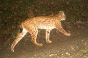 Dieser Luchs tappte am Weihnachtstag des vergangenen Jahres in eine Nidwaldner Fotofalle. (Bild: Fachstelle Jagd und Fischerei)
