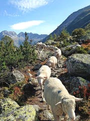 Schafe fallen immer mehr dem Wolf zum Opfer.