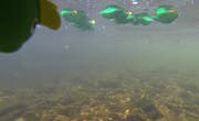 Auch unter Wasser läuft immer was. (Bild: Enten-Cam)