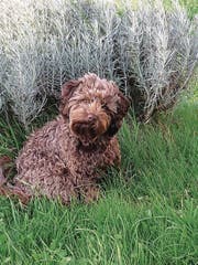 Der verschwudener Hund Kalissy. (Bild: PD)