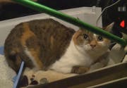Die Katze sorgt für Aufregung. (Bild: Screenshot SRF)