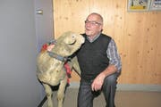 Das Weisse Alpenschaf gewann «Sigristen» Paul Gisler. (Bild: Paul Gwerder (Spiringen, 17. November 2017))