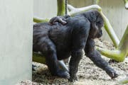 Unzertrennlich: Das Gorillababy und seine Mama. (Bild: pd)