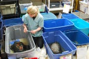 Sue Carstairs bei der Wundbehandlung an einer Schnappschildkröte.Bild: Gerd Braune (Bild: Gerd Braune)