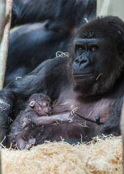 Der beschützende Blick der Gorillamama spricht Bände. (Bild: pd)
