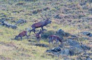 Zirka fünfzig weibliche Tiere müssen noch erlegt werden. (Bild: Tony Gnos (Schächental, 2017))