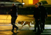Ein Polizeihund auf Spurensuche. (Bild: Geri Holdener, Bote der Urschweiz)