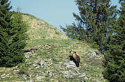 Ende Mai wurde ein Bär in der Berner Gemeinde Eriz gesichtet. Mutmasslich dieses Tier wurde später von einem Bauern aus Flühli beobachtet. (Bild: Keystone/Jagdinspektorat Kanton Bern)
