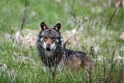 Vor zwei Jahren riss dieser Wolf im Wallis Schafe – jetzt geht wohl auch in der Zentralschweiz einer um. (Bild: Keystone)