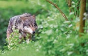 Ein Wolf hat Anfang Oktober in Einsiedeln Schafe gerissen. (Symbolbild: Florian Eckl/Keystone)