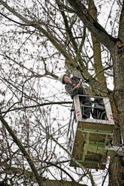 Nur für Schwindelfreie: Baumexperte Walter Wipfli (49) aus Seelisberg sägt alte und dürre Äste aus den Pappeln am Sarnersee. (Bild: Corinne Glanzmann (Sarnen, 4. April 2017))