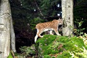 Beim Thema Luchs prallen verschiedene Interessen aufeinander. (Bild Romano Cuonz)