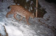 Hier tappt ein Luchs in eine Fotofalle bei Isenthal. (Bild: Toni Infanger/Amt für Forst und Jagd (Isenthal, 31. 1. 2009))