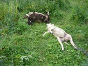 Drei der sechs gerissenen Schafe in Flums. (Bild: PD)
