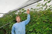 Markus Filliger in seiner durch Netze geschützten Plantage. (Bild Matthias Piazza)