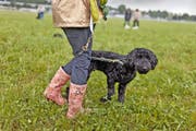 In Zukunft müssen Hundehalter keine Kurse mehr absolvieren. Bild: Gaetan Bally/Keystone (Zürich, 2012)
