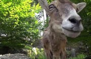 Tierische Neugier im Bergsturzhang. (Bild: Youtube)