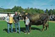 Der siebenjährige Stier Marc von Josef Kiser erhielt zum sechsten Mal den Titel «Mister». (Bild: Paul Küchler (Oberdorf, 7. Oktober 2017))