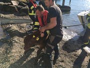 Zwei Tiere wurden durch die Feuerwehr aus dem Wasser geholt. (Bild: Feuerwehr Küssnacht)