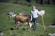 Er spricht auch mit «seinen» Kühen. Das sei gut fürs Zutrauen der Tiere, sagt Älpler Wendelin Waser. Hier auf Fulenwasen bringt er ihnen Salz. Unten links sieht man ihn beim Betruf. (Bilder Corinne Glanzmann)