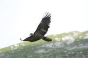 Bartgeier Cierzo, der Ende Mai auf der Frutt ausgewildert worden ist. (Bild: PD)