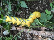 Am Lopper geknipst: Knallig gelb und rund 10 Zentimeter lang ist diese Totenkopfschwärmer-Raupe. (Bild: Leserbild David Howson)