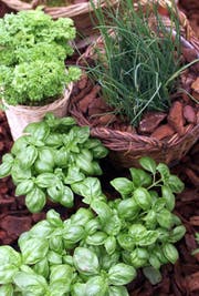Beim Urban Gardening sind Kräuter wie Peterli, Schnittlauch und Basilikum sehr beliebt. (Bild: Archiv Neue LZ)