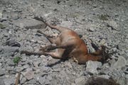 Ein verendeter Hirsch in der Nähe der Alp Fernital. Ob ein Wolf mit seinem Tod zu tun hat, ist unklar. (Bild: PD)