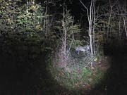 Der Wolf M74, hier gesichtet Mitte Oktober im Kernwald. (Bild: PD/Kapo NW)