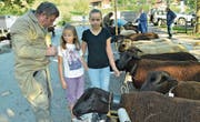 Junge Besucher begutachten einige der 179 aufgeführten Schafe. (Bild: Paul Küchler (Sarnen, 23. September 2017))