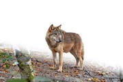 Ist ein Wolf (wie hier im Zoo Zürich) für die Schafrisse verantwortlich? (Bild: Anian Heierli / Neue UZ)