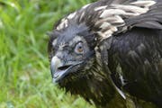 Bartgeier-Weibchen BG960 oder «Senza» ist abgestürzt. (Bild: Hansruedi Weyrich/PD)