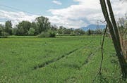 Im Fokus des neuen Regionalen Raumkonzepts steht auch die Natur: Das Bild zeigt den Blick auf die Ebene bei Reussegg, die als Auenlandschaft renaturiert wird. (Bild: Heinz Abegglen (Sins, 13. Mai 2017))
