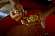 Die meisten Menschen sind fehlernährt. Im Bild: Maiskörner in Guatemala. (Bild: AP Photo/Moises Castillo)