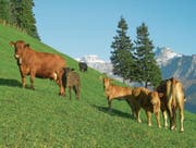 Auch Urner Landwirtschaftsbetriebe eignen sich gut für Bio. (Bild: PD)