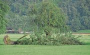 Ein umgestürzter Baum nach einem Gewitter. (Bild: Oliver Mattmann (6. August 2013))