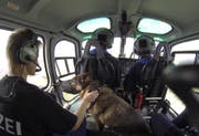 Schäferhündin Aika fliegt im Polizeihelikopter mit. (Bild: Franz Heinzer)