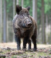 Wildschweine gelten als äusserst schlau. (Bild: Frank Sommariva/Getty)
