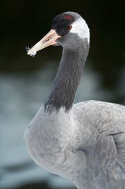 Dieses Kranichmännchen hat den Sturm Burglind nicht überlebt. (Bild: Natur- und Tierpark Goldau)