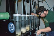 Solt Sokoray-Varga, Produktionsleiter der Basis 57, beim Umfüllen des Zander-Laichs in die Erbrütungsgläser. (Bild: PD)