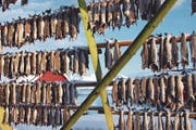 Der Skrei hängt zum Trocknen an der Stange. Wegen ihres immensen Kabeljau-Reichtums hiessen die Lofoten früher Stockfischarchipel. (Bild: Ingrid Schindler)