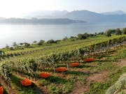 So schön wie hier auf dem Weinberg in Meggen, wird es am Wochenende in der gesamten Schweiz. Es gilt: Raus in die Natur und das schöne Wetter geniessen. (Bild: Leserbild Margrith Imhof-Röthlin)
