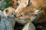 Der Luchs steht im Fokus der Ausstellung. (Bild: Staffan Widstrand/WWF)