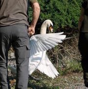 Vor dem Griff ins Nest muss der brütende Schwan zum Aufstehen gebracht werden. (Bild: Corinne Glanzmann)