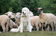 Herdenschutzhunde bewachen ihre Nutztiere, als wären es ihre Geschwister. Das birgt Konfliktpotenzial. (Bild: Archiv UZ)