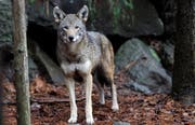 Ein Wolf kann erhebliche Kosten verursachen – wie das Urner Beispiel zeigt.Bild: AP Photo/Gerry Broome (Durham, USA, 13. Januar 2015)