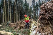 Ein Wald-Arbeiter misst einen Baum aus. (Bild: Nadia Schärli (Geiss, 3. Februar 2018))