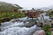 So nahe könnte der Schnee kommen oder sogar noch näher: Rinder im Jahr 2012 auf der Alp Sur Gonda am verschneiten Julierpass. (Bild: Keystone / Arno Balzarini)